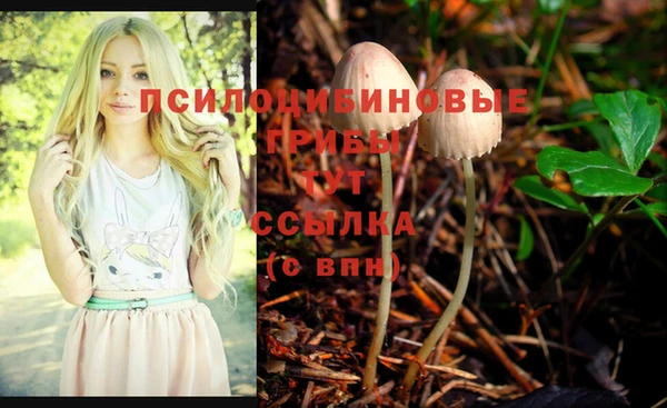 дмт Богданович